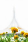 Marigold Flowers With Beautiful Stock Photo