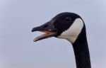 Image Of A Scared Canada Goose Screaming Stock Photo