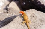 Lava Lizard, Microlophus Grayii Stock Photo