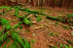 Green Moss Coats A Deadfall In Scottish Conifer Forest Stock Photo