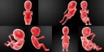 3d Rendering Illustration Of The Human Fetus Stock Photo