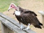 Hooded Vulture Stock Photo