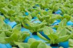 Lettuce In Hydroponic Farm Stock Photo
