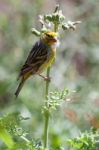 Canary (serinus Canaria) Perched On A Thistle Stock Photo
