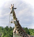 Isolated Photo Of Two Cute Giraffes Eating Leaves Stock Photo