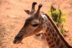 Giraffe Head Close Up Stock Photo
