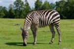 Zebra Is Staying On The Grass Stock Photo