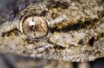 Moorish Gecko (tarentola Mauritanica) Stock Photo
