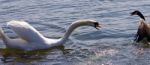 Amazing Isolated Photo Of The Swan Attacking The Canada Goose Stock Photo