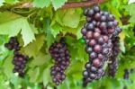 Grape Clusters Stock Photo