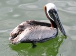 Pelican In Water Stock Photo