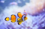 Cartoon Fish Near Sea Anemone Stock Photo