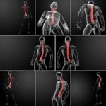 3d Rendering Human Spine Anatomy Stock Photo
