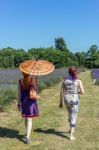 People Enjoying A Lavender Field Stock Photo