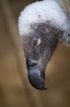 Griffon Vulture (gyps Fulvus) Stock Photo