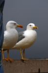 Two Gulls Stock Photo