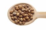 Soyabeans On Wooden Spoon Stock Photo