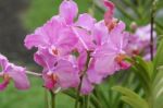 Vanda Teres Pink Orchids Stock Photo