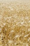 Wheat Plantation Stock Photo