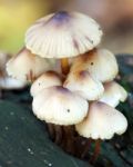 Fungus Stock Photo
