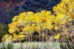 Cottonwood Trees Glowing In The Autumn Sunshine Stock Photo