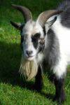 Pygmy Goat Stock Photo