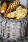 Corncobs On A Basket Stock Photo