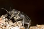 Black Beetle (pimelia Costata) Stock Photo