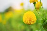 Yellow Marigold With Nature Stock Photo