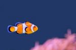 Clown Fish Swimming In Blue Water With Pink Anemone Stock Photo