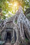Trees Growing Out Of Ta Prohm Temple, Angkor Wat In Cambodia Stock Photo