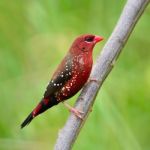 Male Red Avadavat Stock Photo