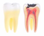 Tooth Anatomy Stock Photo