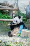 Panda Eating Bamboo In The Zoo Stock Photo
