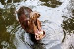 Hippopotamus Open Mouth In Water Stock Photo