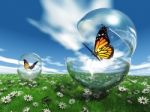 Butterfly In Bubble Stock Photo