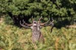 The Deer Of Richmond Park Stock Photo