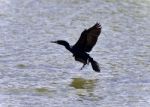 Isolated Photo Of A Cormorant Landing To Lake Stock Photo