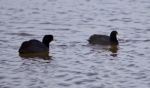 Beautiful Background With Two Amazing American Coots In The Lake Stock Photo