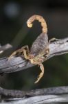 Buthus Scorpion (scorpio Occitanus) Stock Photo
