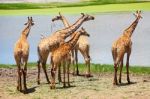 Group Of Giraffes Eating Grass Stock Photo