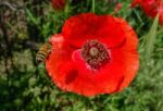 Bee Approaching A Tuscan Poppy Stock Photo
