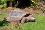 Galapagos Giant Tortoise (chelonoidis Nigra) Stock Photo