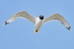 White Seagull In Flight Stock Photo
