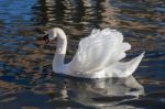 Adult Mute Swan On The River Great Ouse Stock Photo