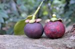 Mangosteen Put On The Tree Stock Photo