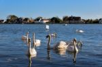 A Gathering Of Mute Swans At Bosham Stock Photo