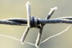 Iced Barbed Wire Stock Photo