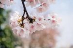 Cherry Blossom With Soft Focus, Sakura Season Background In Spring Stock Photo