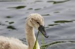The Swan And The Algae Stock Photo